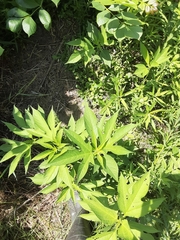 Ambrosia trifida trifida