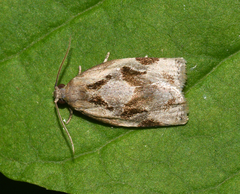 Archips grisea