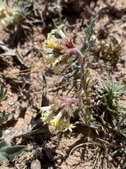 Ipomopsis spicata tridactyla