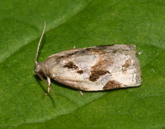 Archips grisea