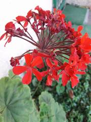 Pelargonium × hybridum
