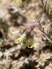 Ipomopsis spicata tridactyla