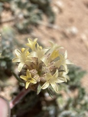 Ipomopsis spicata tridactyla