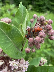 Tetraopes tetrophthalmus