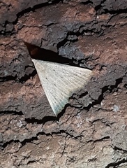 Macrochilo louisiana