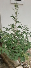 Amaranthus hybridus