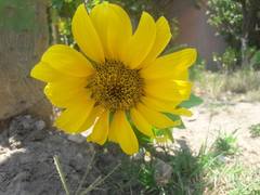 Helianthus annuus