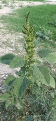 Amaranthus hybridus