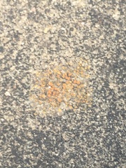 Xanthocarpia feracissima