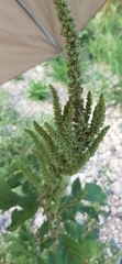Amaranthus hybridus