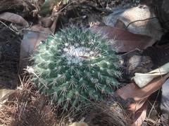 Mammillaria wagneriana