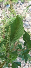 Amaranthus hybridus