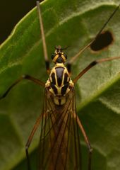 Nephrotoma appendiculata