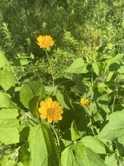 Cosmos sulphureus