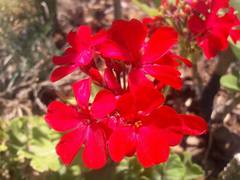 Pelargonium × hybridum
