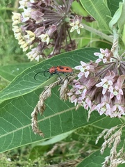 Tetraopes tetrophthalmus