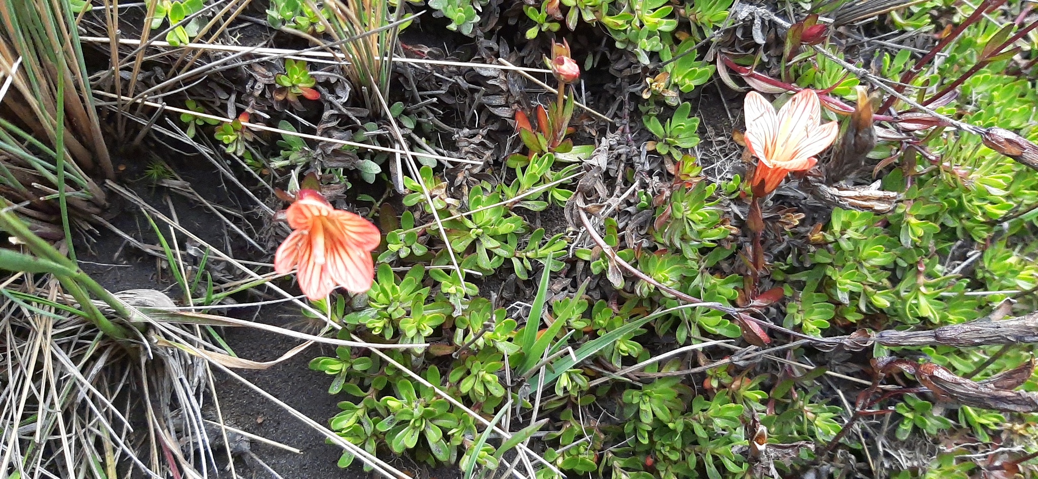 Gentianella cernua image