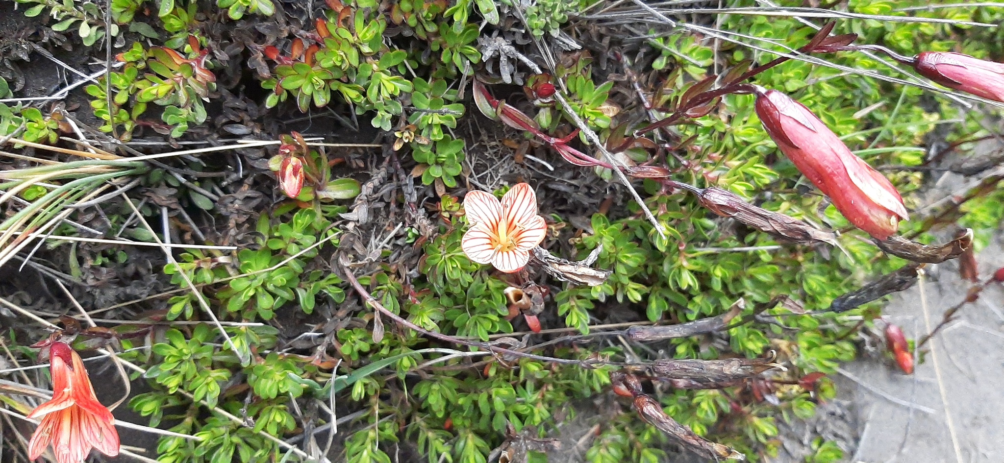 Gentianella cernua image