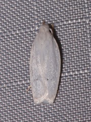Antaeotricha albulella