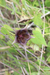 Dictyanthus reticulatus