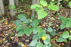 Populus heterophylla