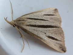 Macrochilo bivittata