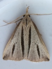 Macrochilo bivittata