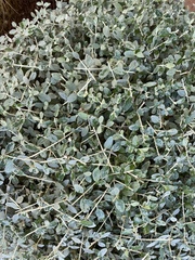Magnoliopsida