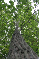 Populus heterophylla