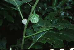 Solanum macrocarpon