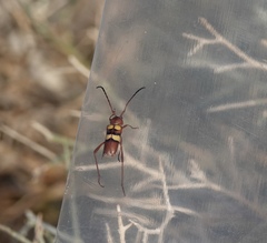 Aethecerinus latecinctus