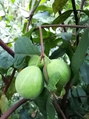 Angiospermae