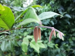 Angiospermae