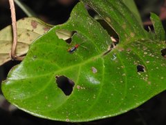 Trichobalya bowringii