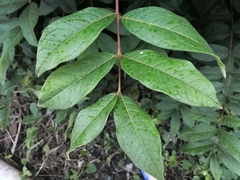 Angiospermae