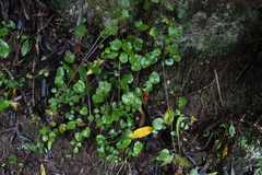 Brachyglottis sciadophila