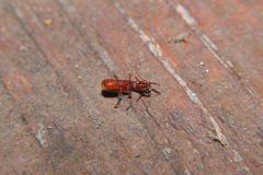 Priocera castanea