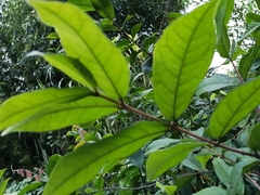 Angiospermae