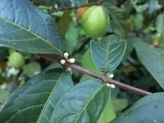 Angiospermae