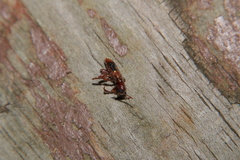 Priocera castanea