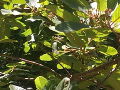 Celastrina echo
