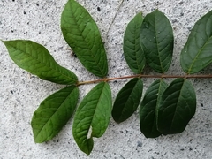 Angiospermae