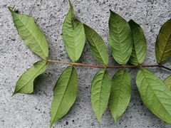 Angiospermae