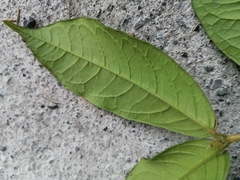Angiospermae