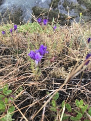 Campanula glomerata