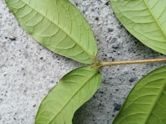 Angiospermae