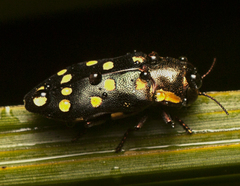 Diphucrania duodecimmaculata