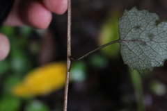 Brachyglottis sciadophila