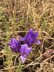 Campanula glomerata