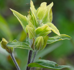 Castilleja unalaschcensis